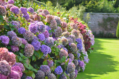 Hortensia &quot;Endless Summer BloomStar&quot; /Hydrangea macrophylla „Endless Summer BloomStar” / - Gradina Noastra