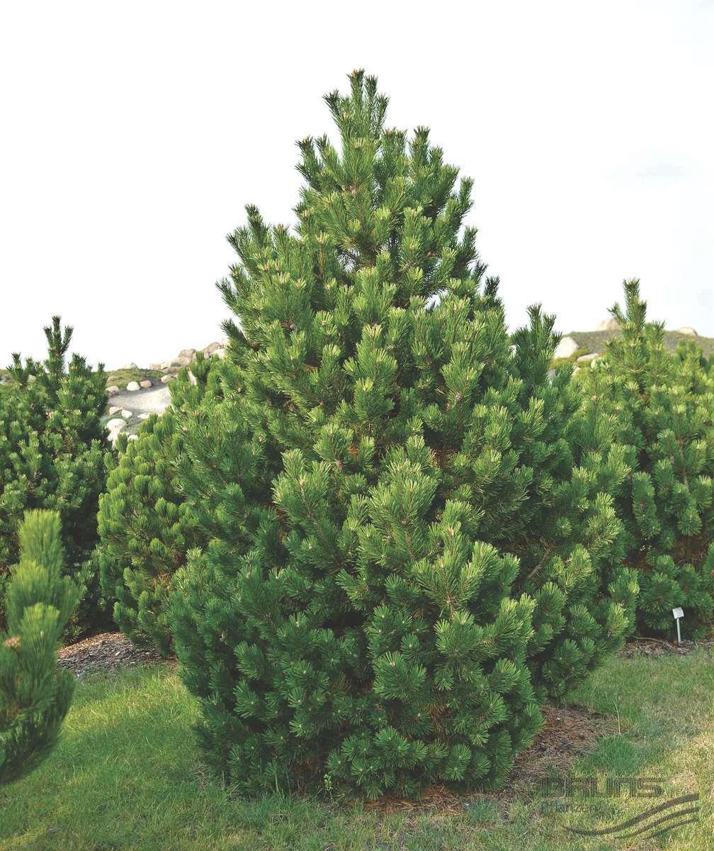 Pin pitic "Columbo" 0.50 m - 0.80 m / Pinus mugo "Columbo" /