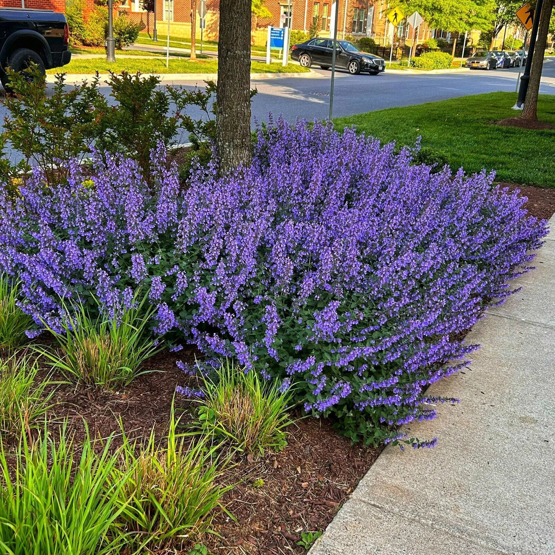 Nepeta kubanica "Neptune" - Gradina Noastra