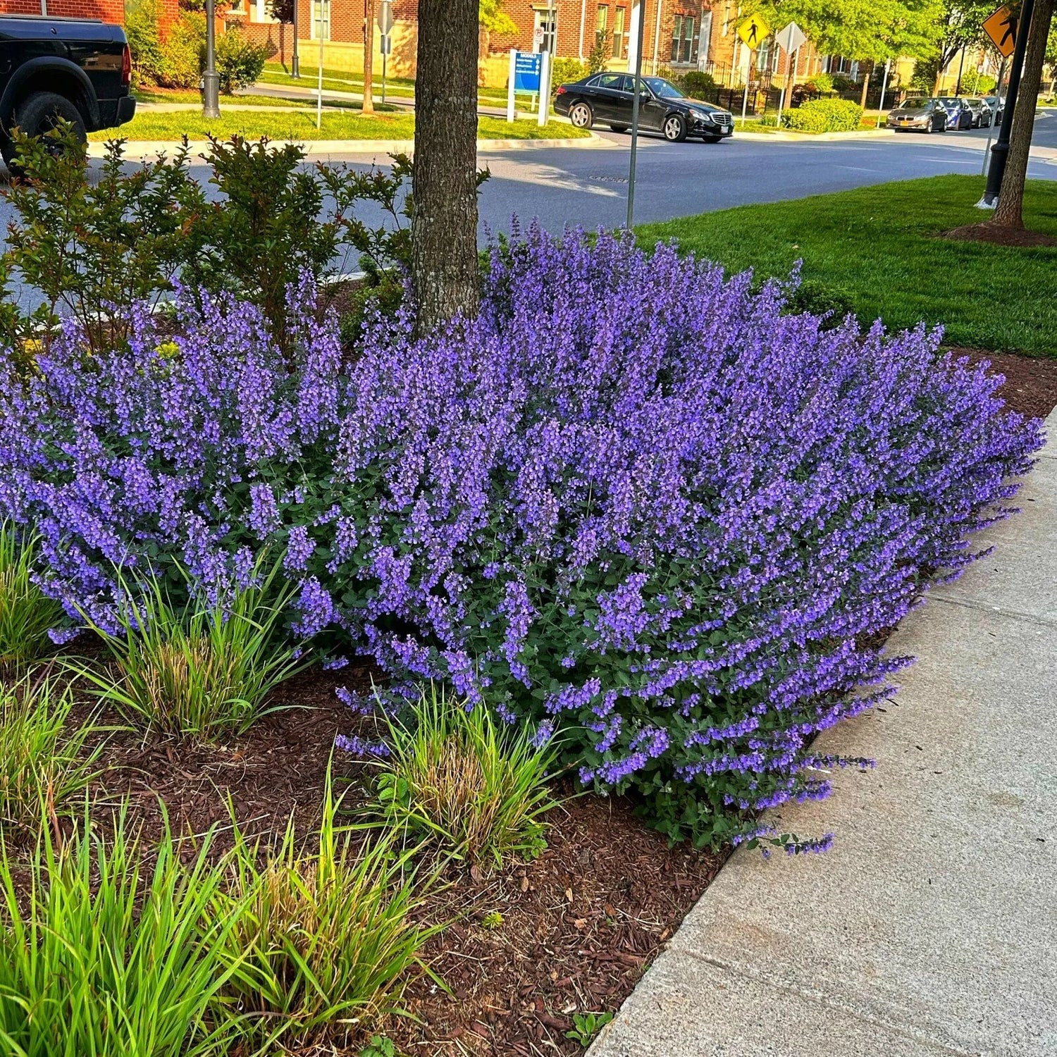 Nepeta kubanica "Neptune" - Gradina Noastra