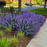 Nepeta kubanica "Neptune" - Gradina Noastra