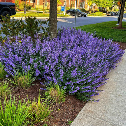 Nepeta kubanica "Neptune" - Gradina Noastra