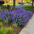Nepeta kubanica "Neptune" - Gradina Noastra