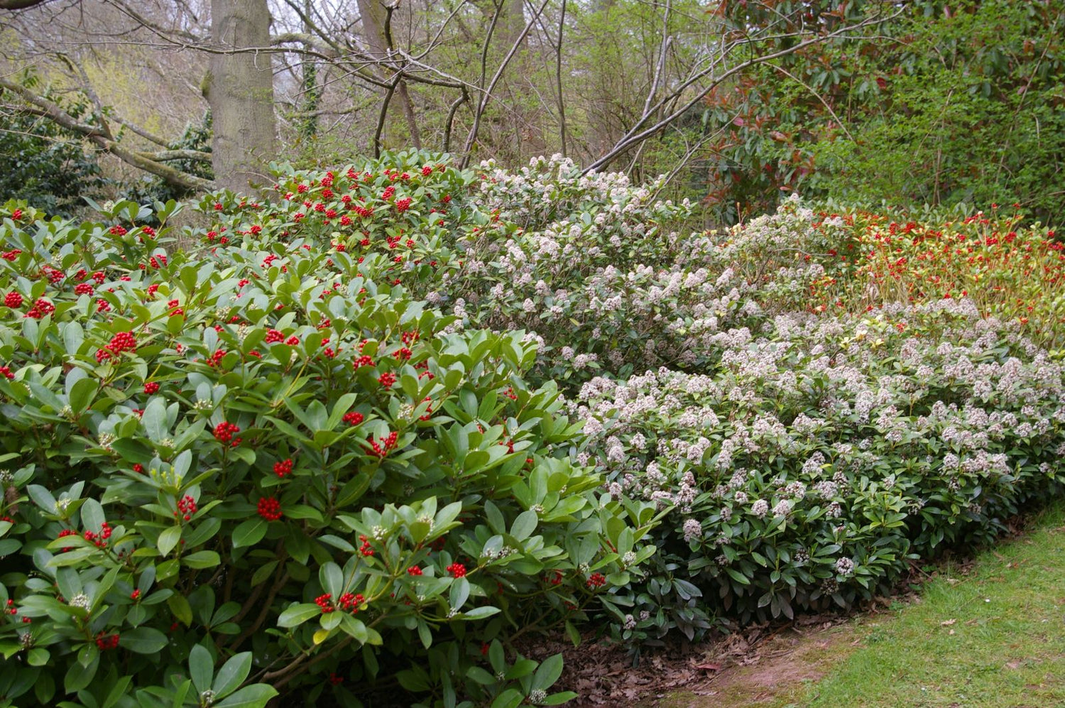 Sacred bamboo &quot;Obsessed&quot; 0.20 - 0.40 m / Nandina domestica &quot;Obsessed&quot;/