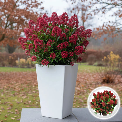 Liliac japonez "Rubella" / Skimmia japonica "Rubella"/ - Gradina Noastra