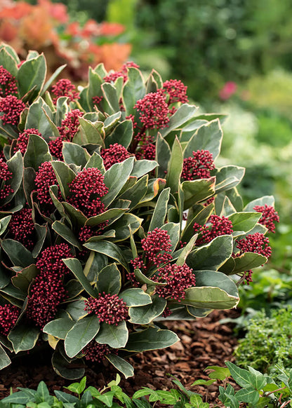 Liliac japonez "Perosa" / Skimmia japonica "Perosa"/