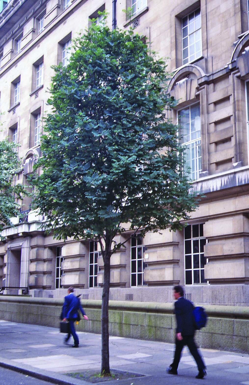 Scorus de munte "Sheerwater Seedling" 3.00 - 4.00 m / Sorbus aucuparia "Sheerwater Seedling"/ by gradina-noastra