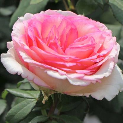 Trandafir teahibrid "Souvenir de Baden Baden" – / Rosa HT "Souvenir de Baden Baden"/