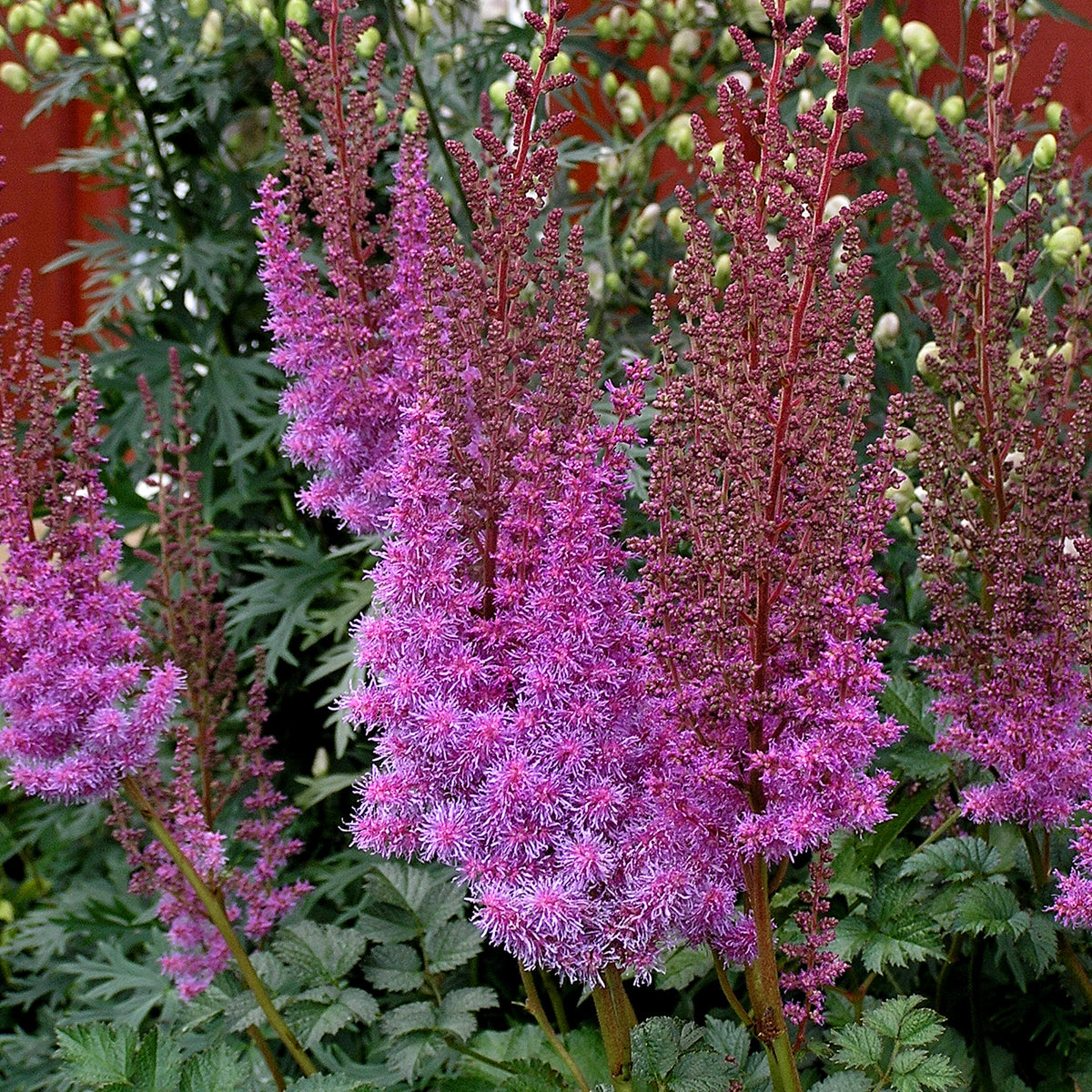 Astilbe chinensis "Purpulanze"