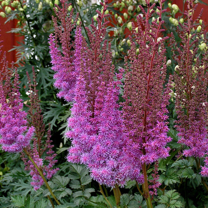 Astilbe chinensis "Purpulanze"