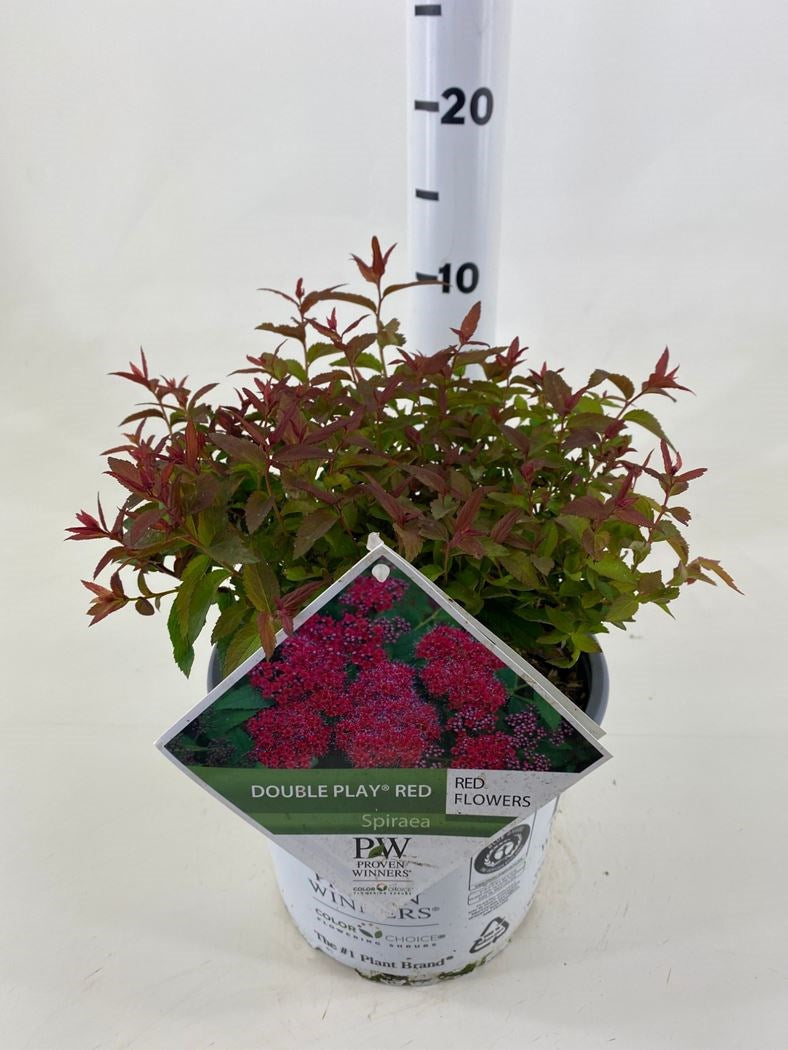 Spiraea japonica "Double Play® Red"/ Cununita "Double Play® Red" / - Gradina Noastra