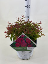 Spiraea japonica "Double Play® Red"/ Cununita "Double Play® Red" / - Gradina Noastra