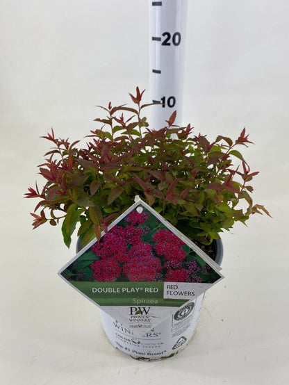 Spiraea japonica "Double Play® Red"/ Cununita "Double Play® Red" / - Gradina Noastra