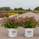 Spiraea japonica &