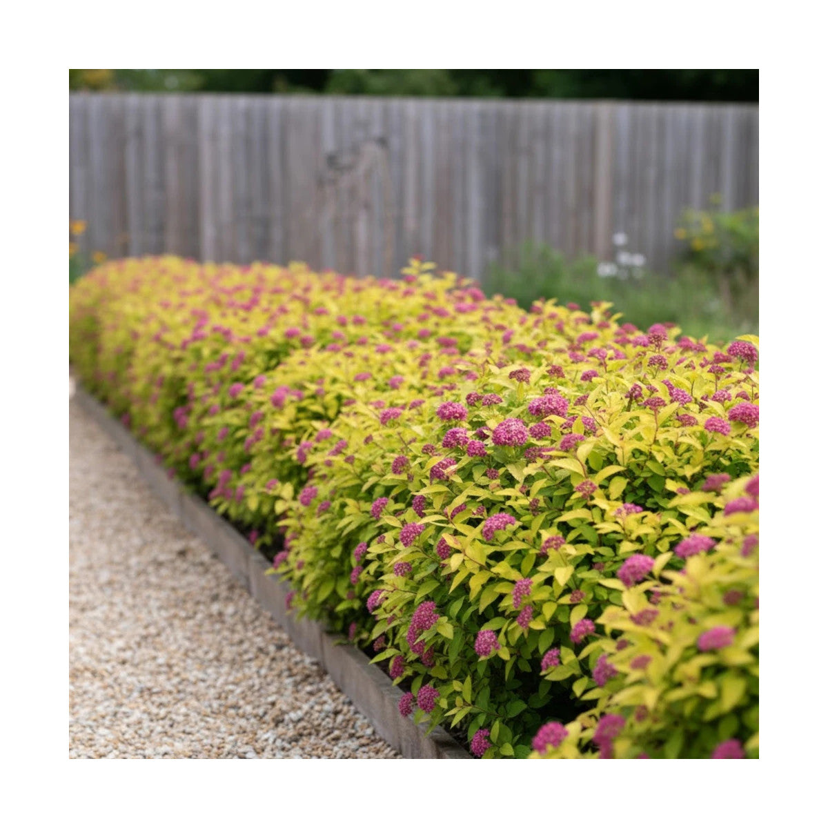 Spiraea japonica "Double Play® Gold"/ Cununita "Double Play® Gold" /