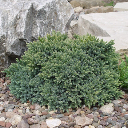 Ienupar &quot;Blue Star&quot; 0.20 - 0.25 m / Juniperus squamata &quot;Blue Star&quot;/