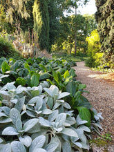 Stachys byzantina - Gradina Noastra
