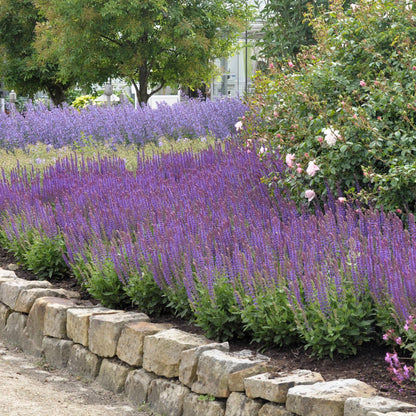 Salvia nemorosa &