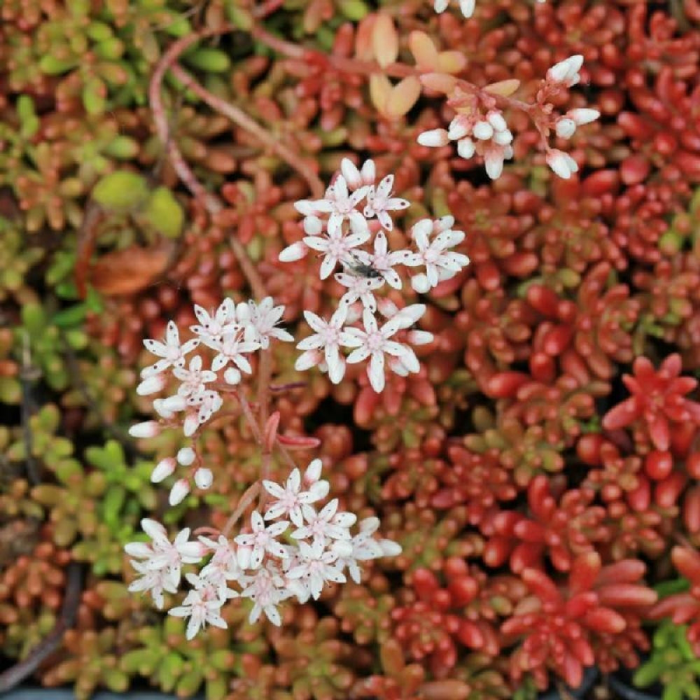 Fat grass &quot;Murale&quot; 0.10 - 0.20 m / Sedum album &quot;Murale&quot;/