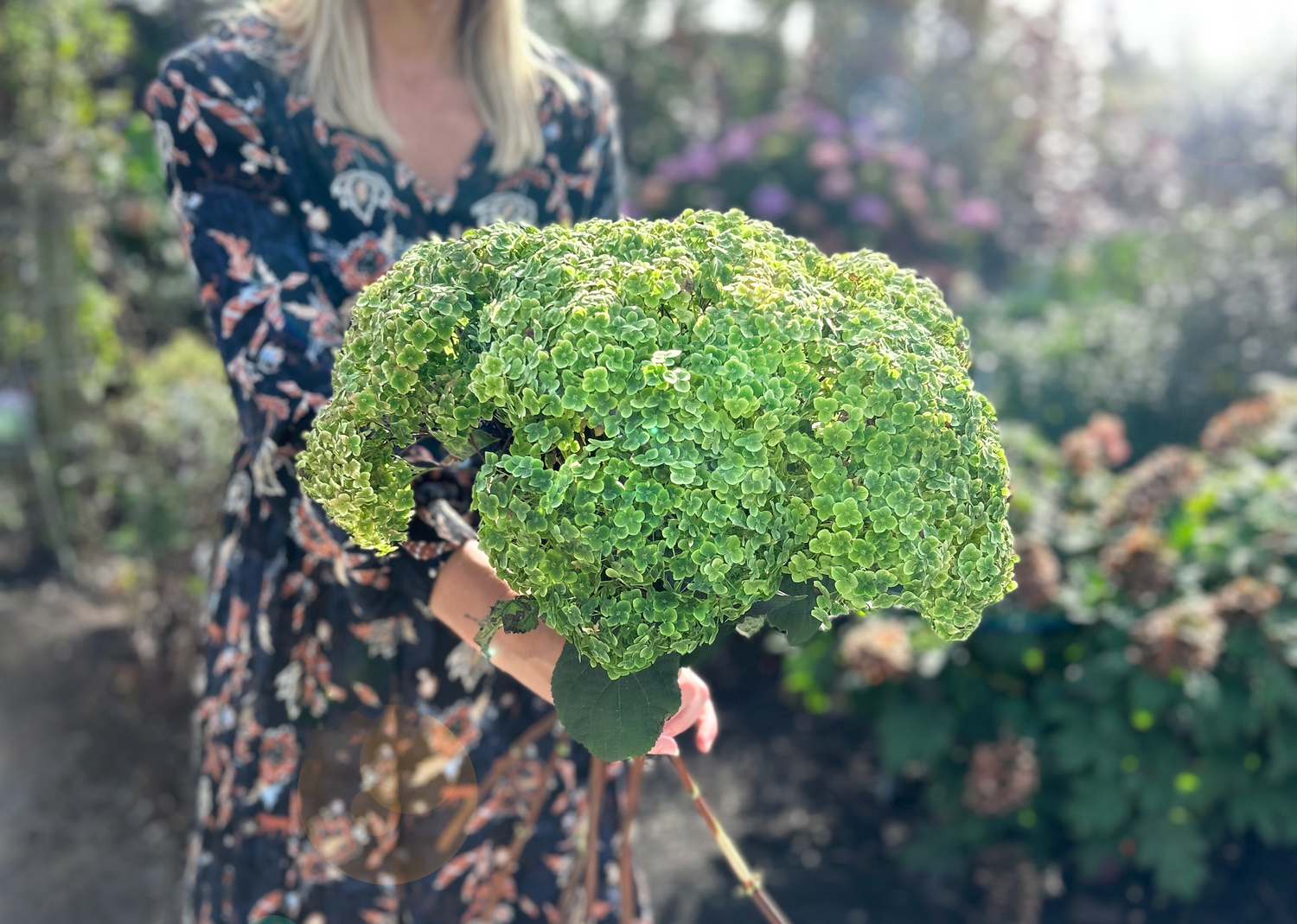Hortensia &quot;Sublime Annabelle&quot; 0.20 - 0.30 m / Hydrangea arborescens &quot;Sublime Annabelle&quot;/