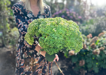 Hortensia &quot;Sublime Annabelle&quot; 0.20 - 0.30 m / Hydrangea arborescens &quot;Sublime Annabelle&quot;/