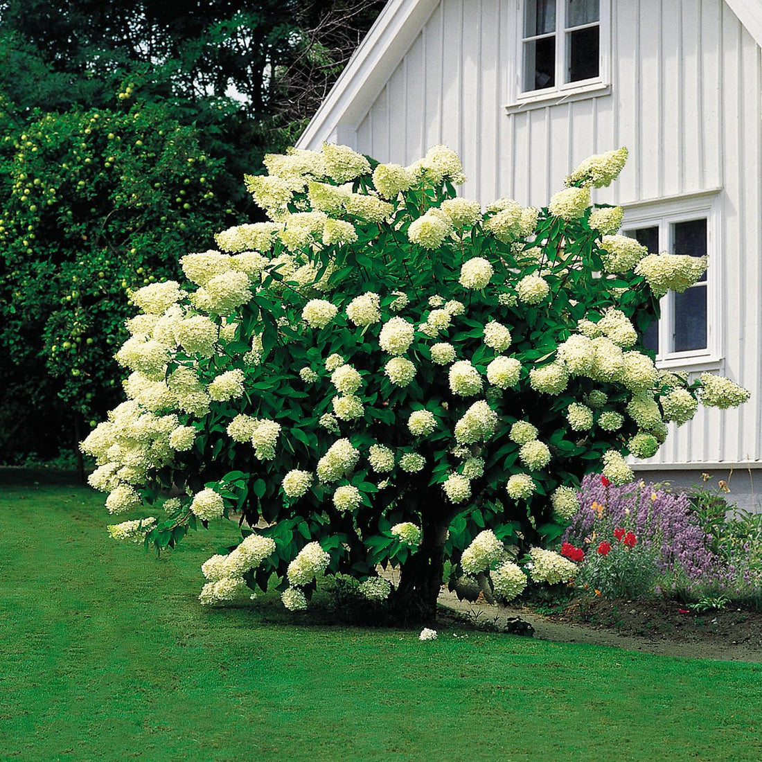 Hortensia paniculata "Grandiflora"/ Hydrangea paniculata "Grandiflora"/