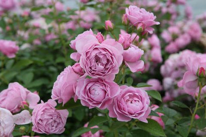 Trandafir pe picior "Nautica" / Rosa "Nautica"/