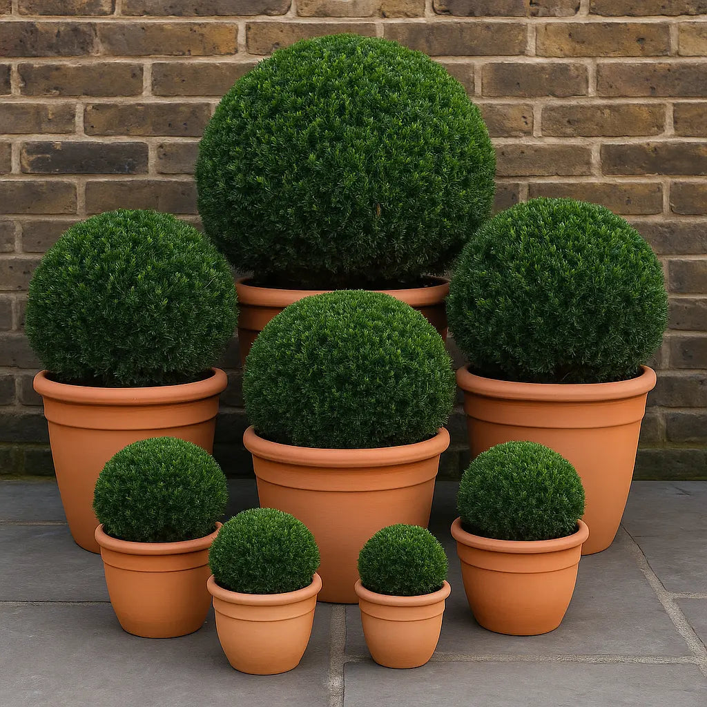 Tisa minge / Taxus baccata /