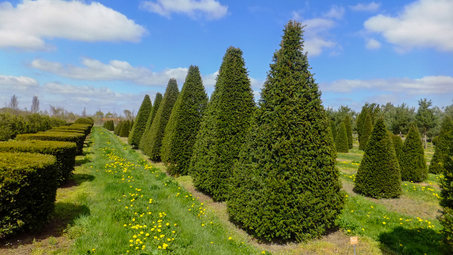 Tisa tufa / Taxus baccata /