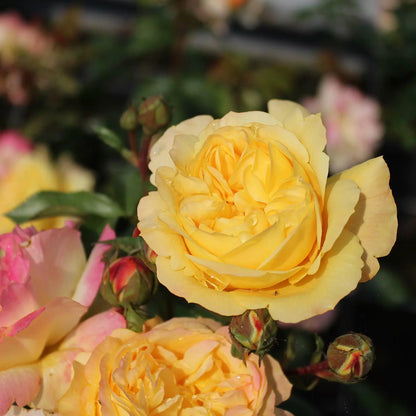 Trandafir floribunda "Lampion"/ Rosa floribunda "Lampion"/