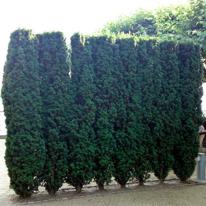 Tisa columnara / Taxus baccata "Fastigiata" /