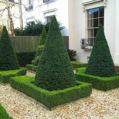 Tisa piramida / Taxus baccata /