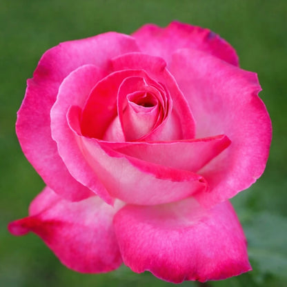 Trandafir teahibrid "Rose Gaujard" – / Rosa HT "Rose Gaujard"/