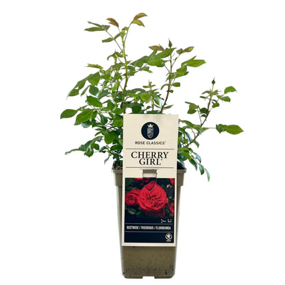Trandafir floribunda "Cherry Girl"/ Rosa floribunda "Cherry Girl"/