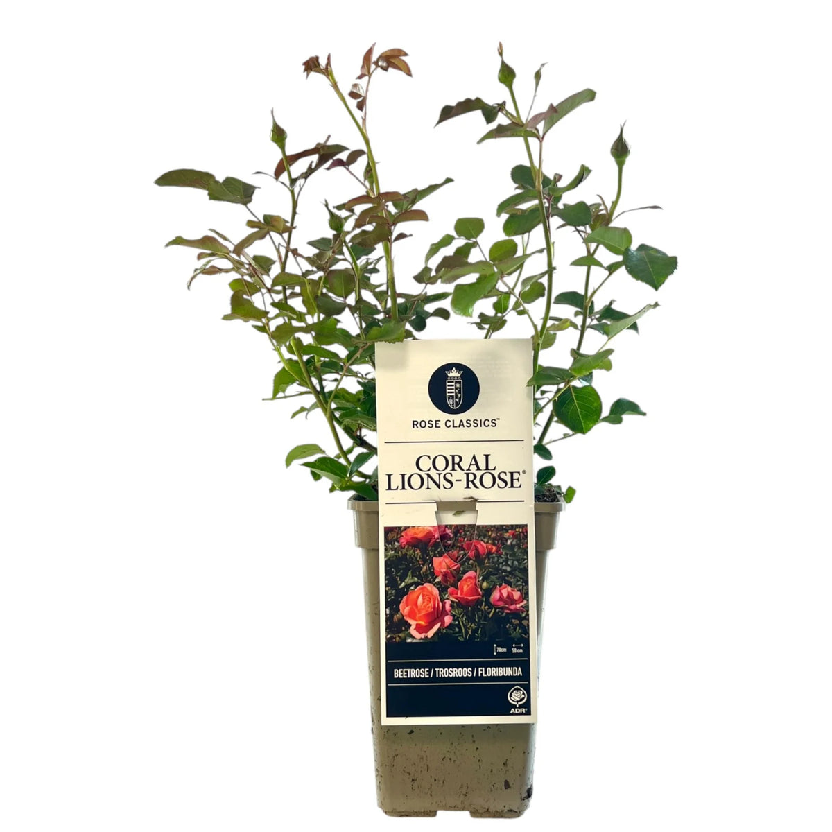 Trandafir floribunda "Coral Lions-Rose"/ Rosa floribunda "Coral Lions-Rose"/