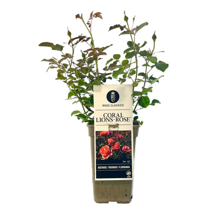 Trandafir floribunda "Coral Lions-Rose"/ Rosa floribunda "Coral Lions-Rose"/