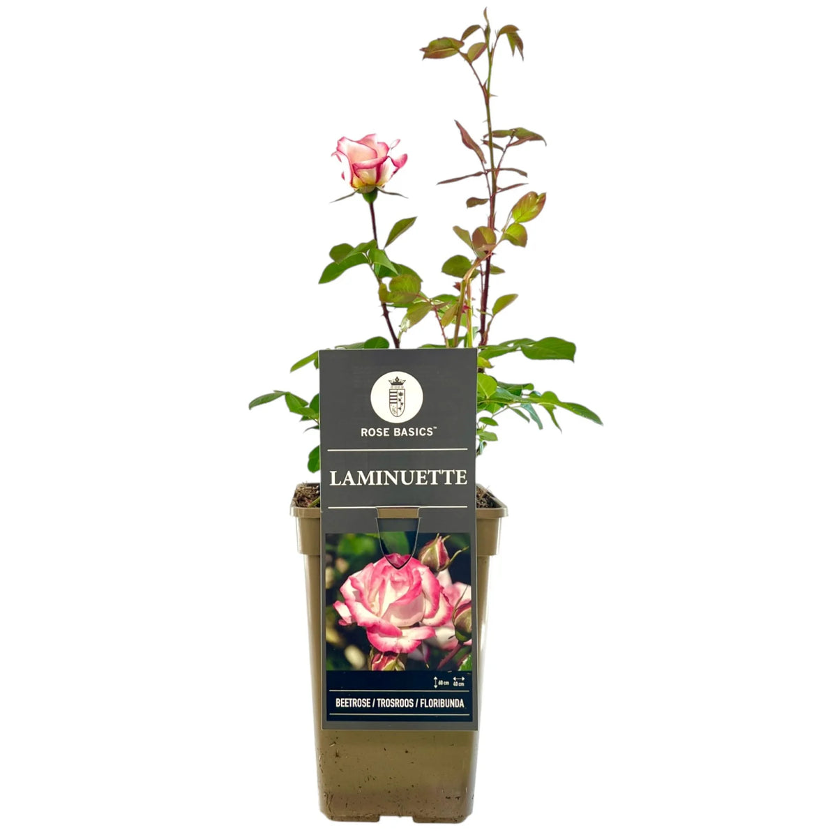 Trandafir floribunda "Laminuette"/ Rosa floribunda "Laminuette"/