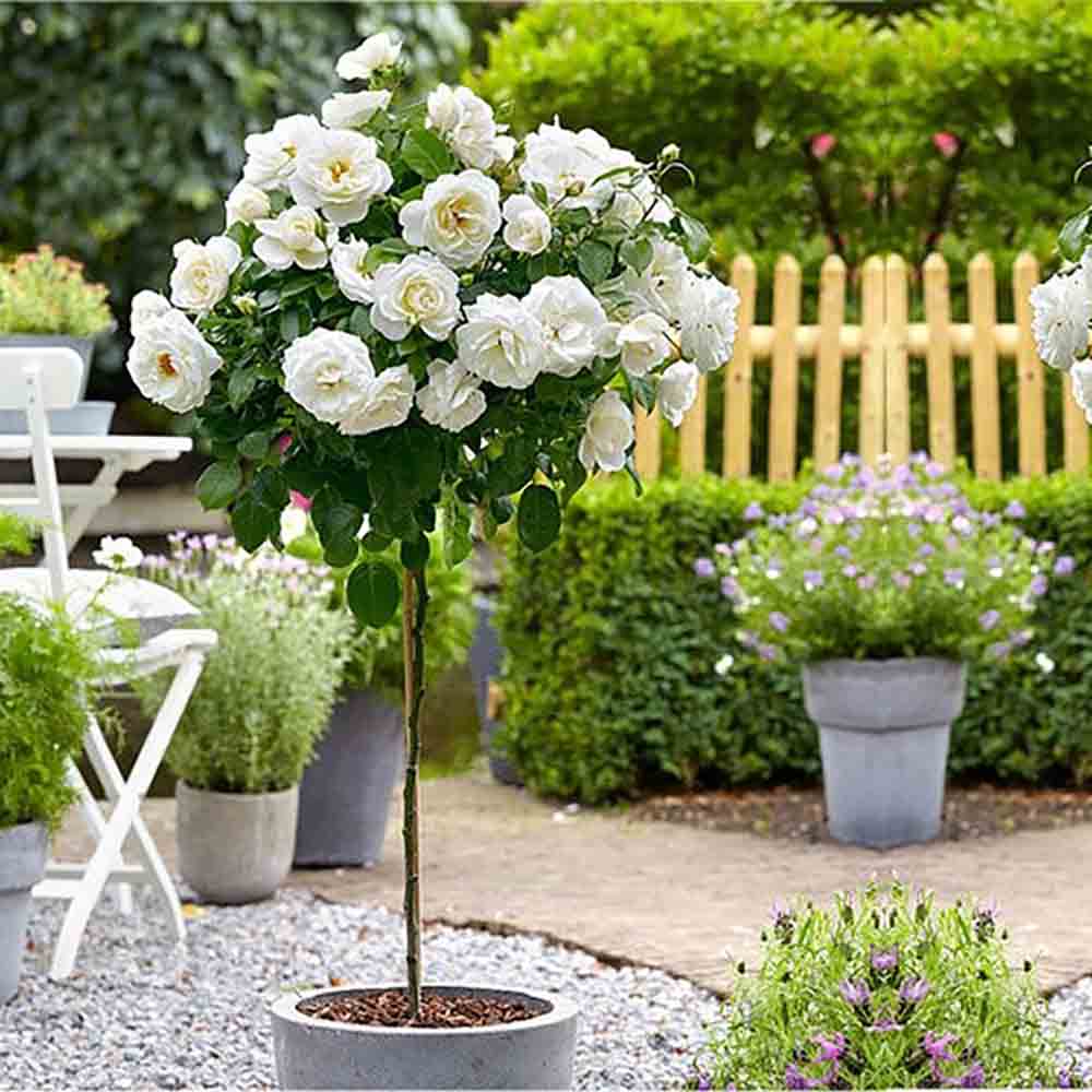 Trandafir pe picior "Sirius" 1.20 - 1.30 m (Rosa "Sirius") by Gradina Noastra