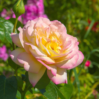 Trandafir teahibrid "Peace Gloria Dei" – / Rosa HT "Peace Gloria Dei"/