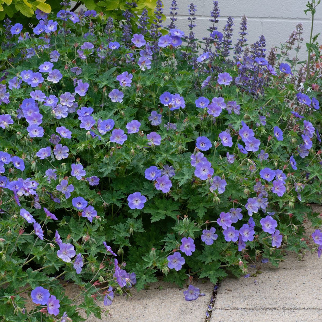 Geranium "Brookside" by Gradina Noastra