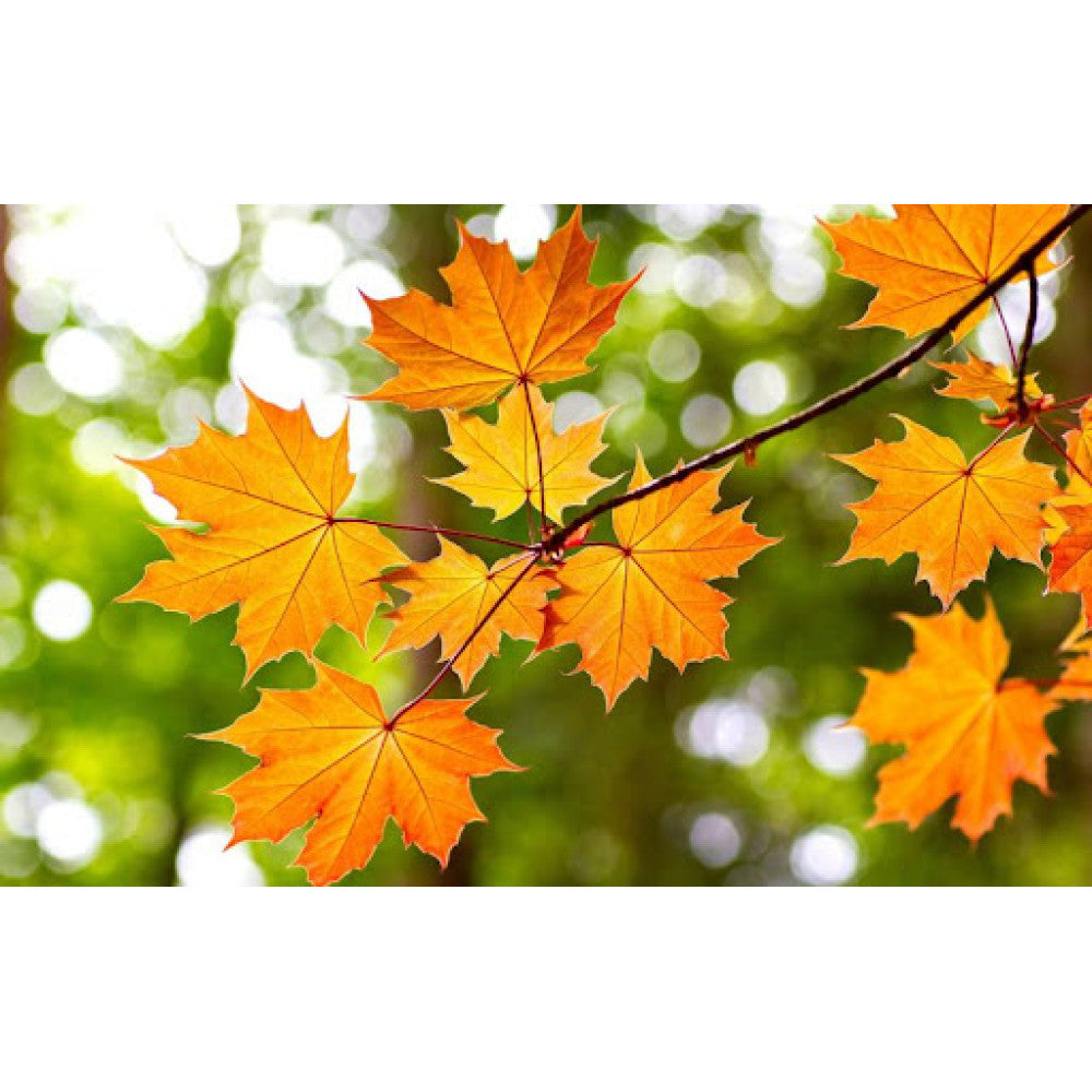 Paltin &quot;Cleveland&quot; 3.00 - 4.00 m / Acer platanoides &quot;Cleveland&quot;/ by gradina-noastra