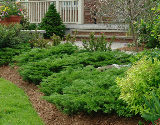 Ienupar &quot;Green Carpet&quot; / Juniperus comunis &quot;Green Carpet&quot; îmbogățește grădina cu verdeață și eleganță.