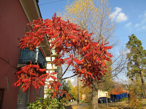Otetar rosu "Dissecta" / Rhus typhina "Dissecta" /