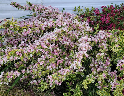 Weigela "Nana Variegata" / Weigela "Nana Variegata"/ - Gradina Noastra