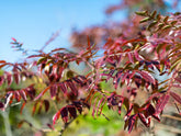 Frasin "Autumn Purple" 2.00 - 2.50 m / Fraxinus americana "Autumn Purple"/ - Gradina Noastra
