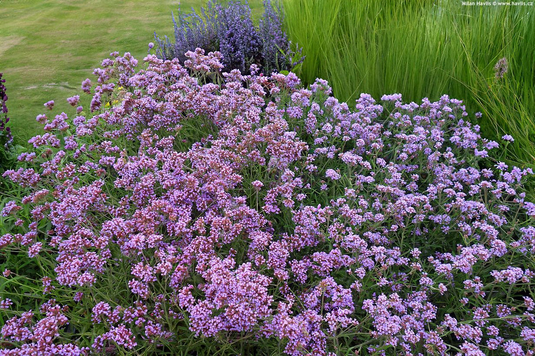 Verbena bonariensis "Lollipop"