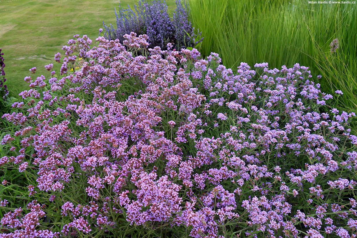 Verbena bonariensis "Lollipop"