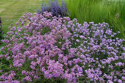 Verbena bonariensis "Lollipop"