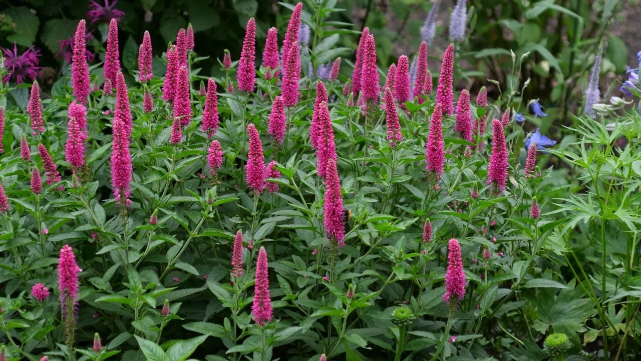 Veronica spicata "First Love"