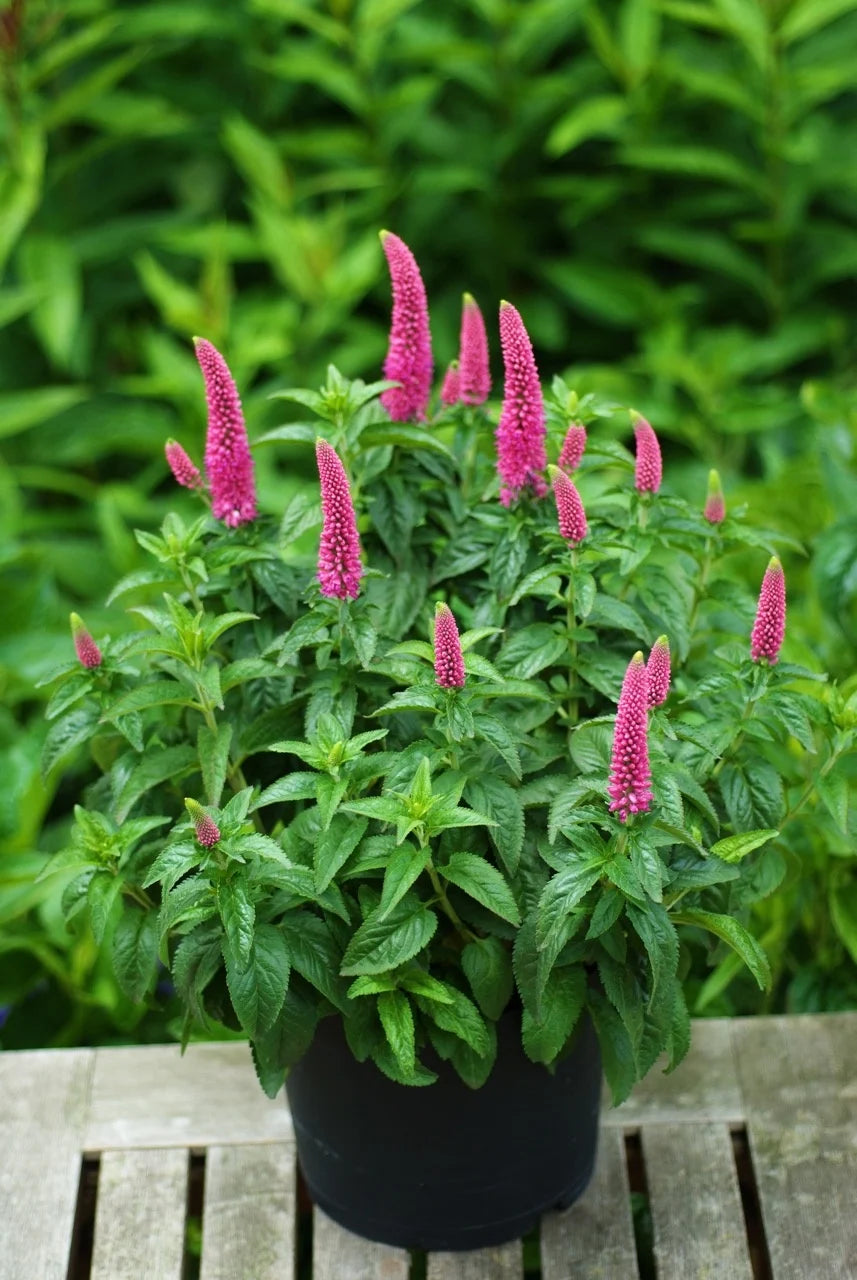 Veronica spicata "First Love"